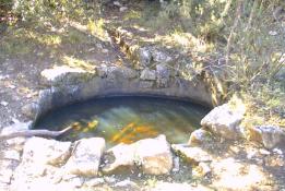 Basseta del Magí 1