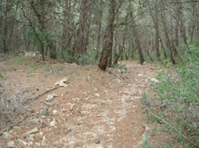 Camí vell dels Omells a l'Espluga de Francolí 1